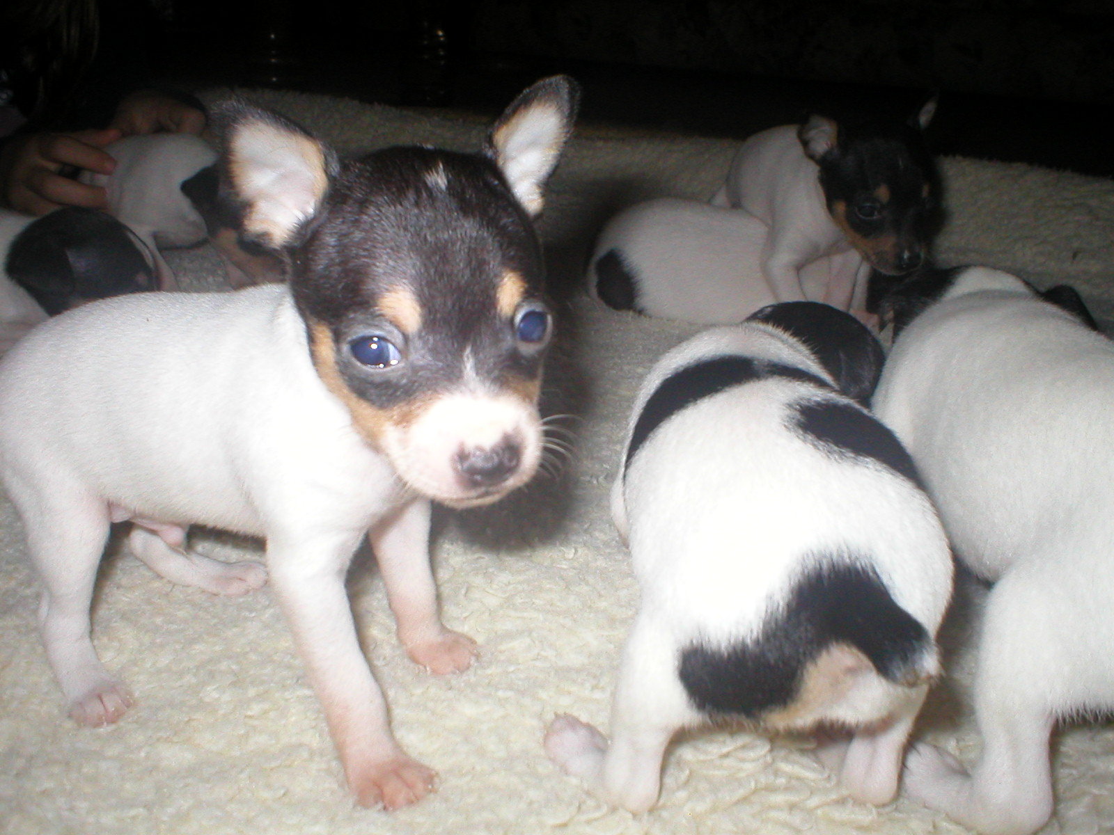 fox terrier puppies