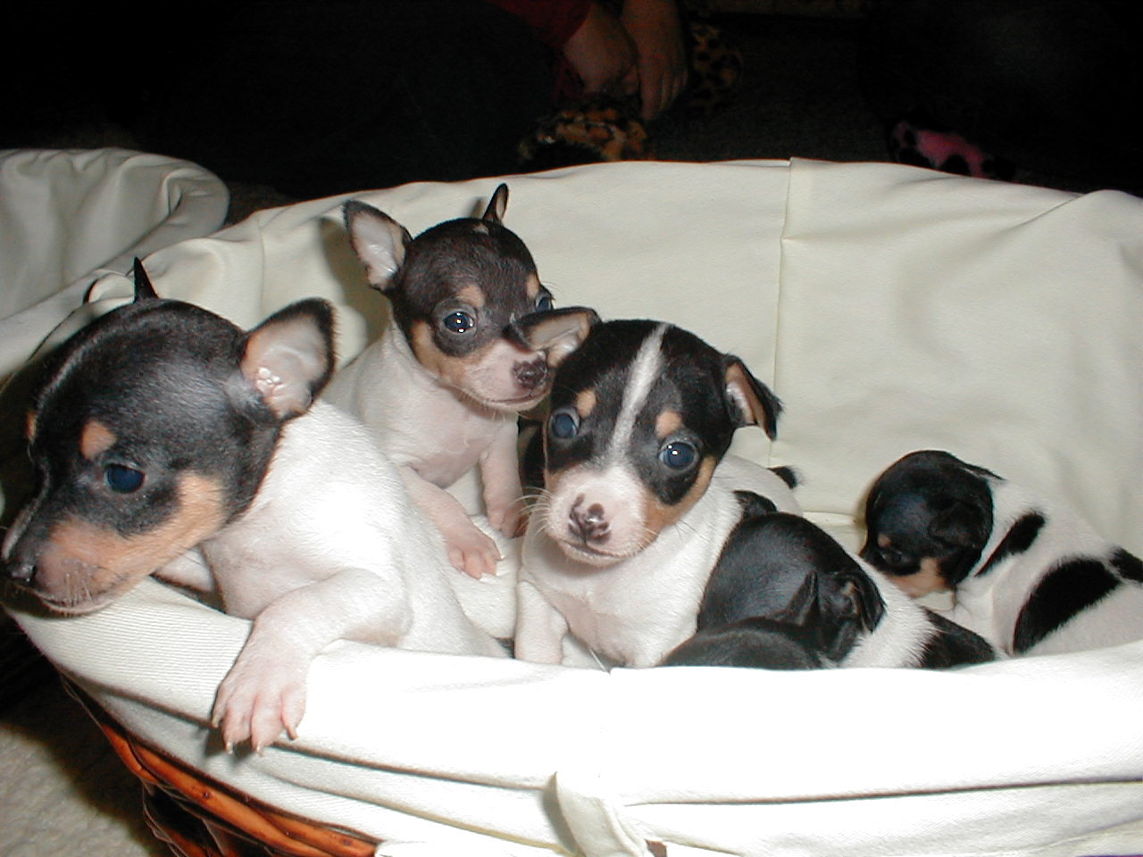 toy fox terrier puppy for sale